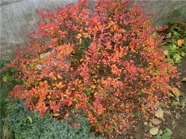 berberis